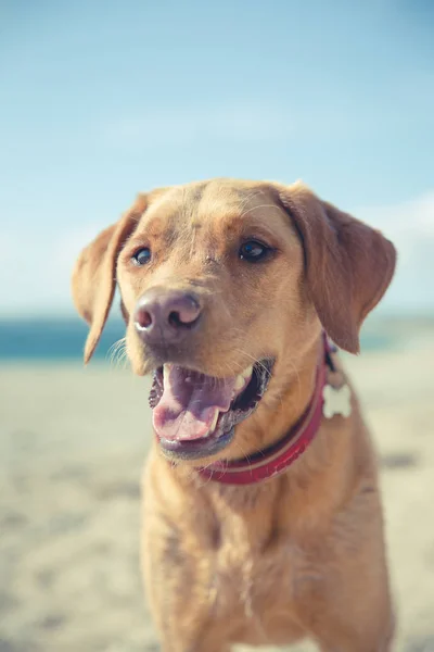 Retrato Perto Cão Labrador Retriever Amarelo Saudável Feliz Livre Uma — Fotografia de Stock