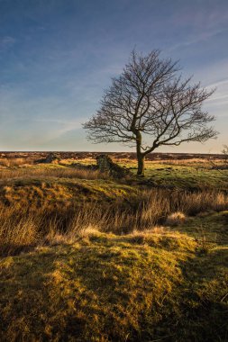 Derbyshire Peak District Milli Parkı mor fundalık bozkırda yalnız bir ağaç, Gün batımında İngiltere. Moorland manzara 