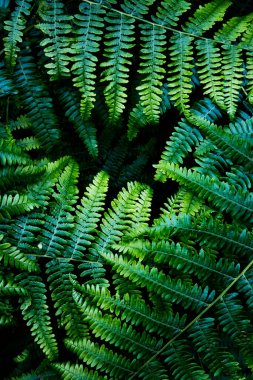 Yeşillik yeşil yaprakların ve eğrelti otunun yapraklarının tam bir çerçeve arka planı.