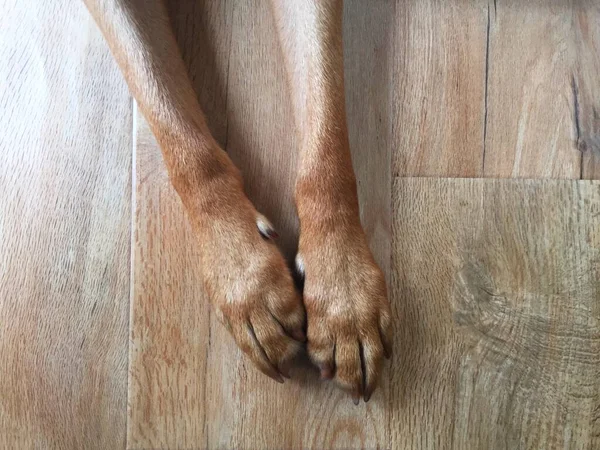Looking down from above onto the legs and paws of a domestic pet dog on a wooden background showing details of feet nails bones and joints