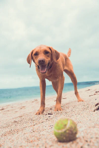Labrador Retriever Amarelo Feliz Saudável Esperando Pacientemente Por Sua Bola — Fotografia de Stock