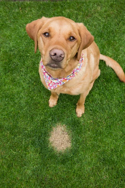 A guilty looking pet dog sitting next to a burnt patch of dead grass caused by excessive amounts of nitrogen in dog urine with copy space