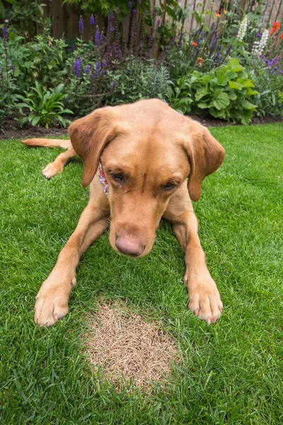 Cão Estimação Culpado Sentado Lado Pedaço Queimado Grama Morta Causada — Fotografia de Stock