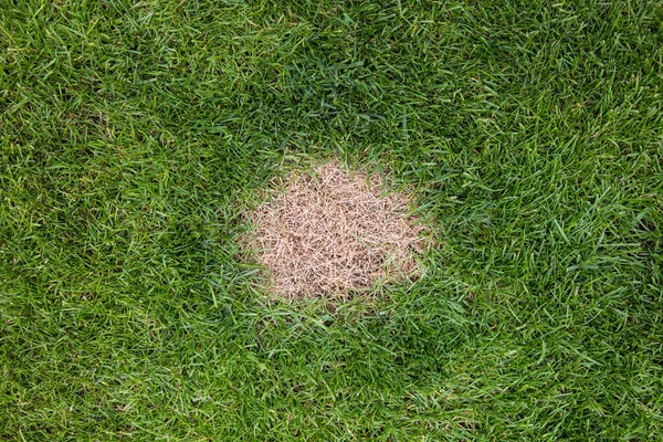 Looking Brown Dead Patch Grass Caused Excessive Amounts Nitrogen Dog — Stock Photo, Image