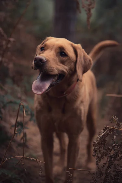 拉布拉多猎犬在农村拍摄过程中 一只工作的拉布拉多猎犬的宠物肖像 它看上去健康而活跃 — 图库照片