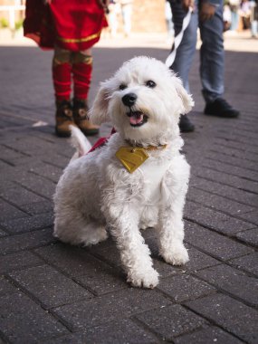 Süper Köpek Kripto gibi giyinmiş sevimli beyaz tüylü bir köpek.