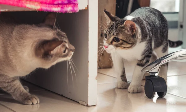 귀여운 고양이 마리가 문열어 집고양이 — 스톡 사진