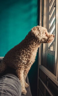 Şirin, küçük bir köpek oturuyor ve pencerenin kenarına bakıyor sahibini arıyor ya da bekliyor. Evcil hayvanlar