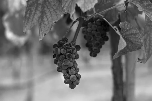 Balck White Closeup Cluster Dark Grapes Hanging Branch Vine Winery — Stock Photo, Image