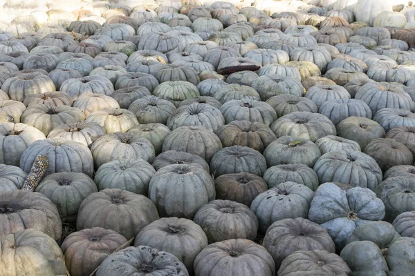 Parche de bombeo cubierto de calabazas grises de Jarrahdale —  Fotos de Stock