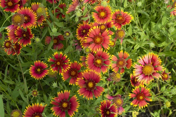 Kluster av röd och gul Indian filt blommor — Stockfoto