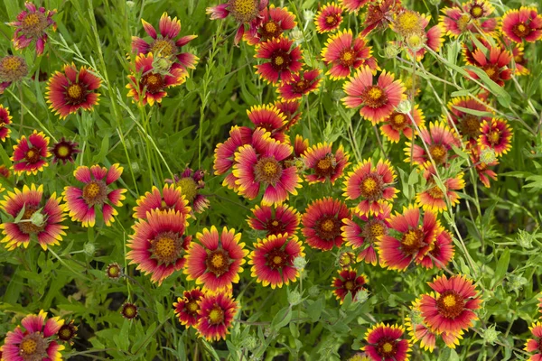 A vörös és sárga indián takaró virágok klaszterje — Stock Fotó