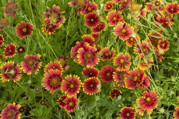 Cluster de flores vermelhas e amarelas Indian Blanket — Fotografia de Stock