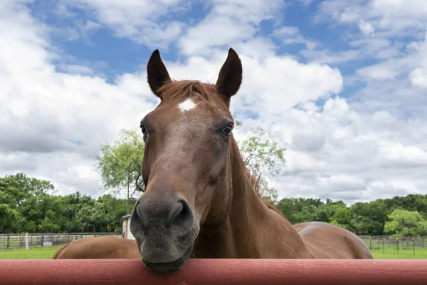 금속 파이프 울타리를 바라보는 갈색 말의 클로즈업 — 스톡 사진