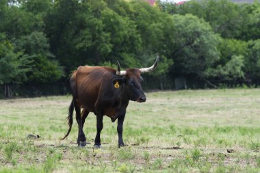 Mera büyük, korkutucu boynuzları ile Kahverengi