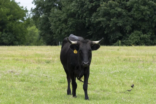 Black cow with white horns standing in green meadow