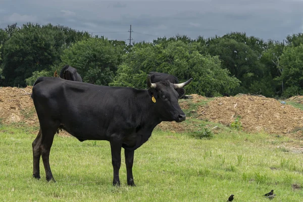 Black cow standing in field looking to the side