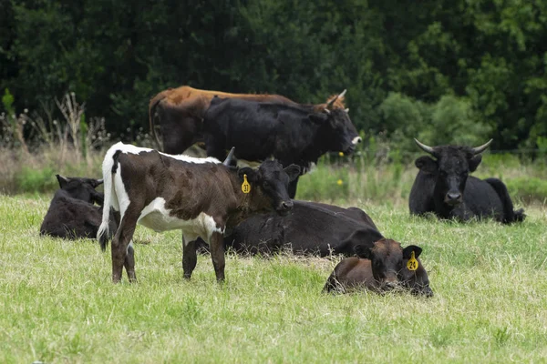 Bruin kalf met witte accenten staande onder vee — Stockfoto