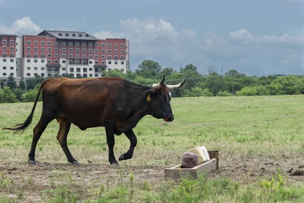 Brown cow walking toward salt blocks in pasture