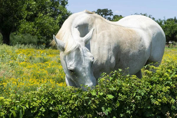 White horse eating green vines on fence