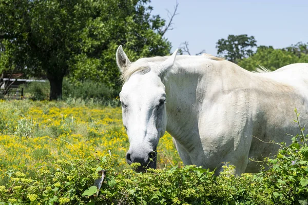 Closeup a fehér ló mögött szőlő fedett kerítés — Stock Fotó
