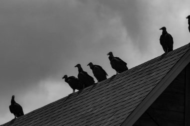 Şahin sürüsü çatıda sıraya girdi