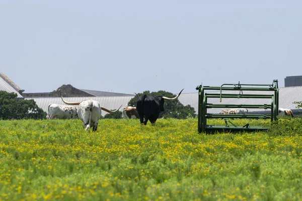 Pair of Longhorn cattle walking away in pasture
