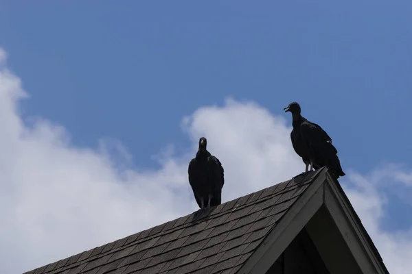 Paar zwarte gieren zat op een dak — Stockfoto