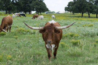 Merada duran kahverengi ve beyaz Longhorn boğası