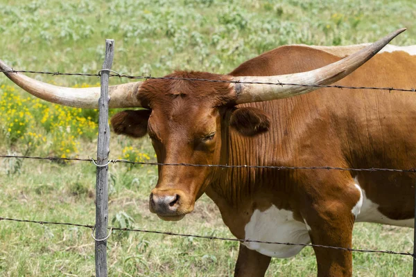 Коричневий Довгон корова, що дивиться через паркан колючим дротом — стокове фото