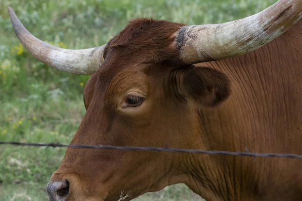 Profil de taureau Longhorn brun à travers la clôture — Photo