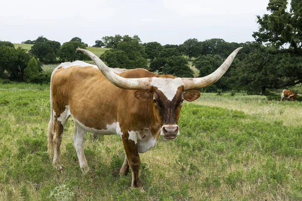 Large brown Longhorn bull with long, curved horns