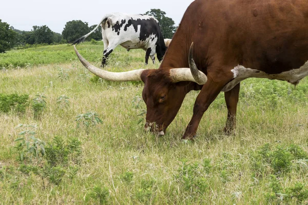 Крупним планом коричневий Лонгхорн бик пасує — стокове фото