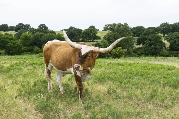 Yan tarafa bakan açık kahverengi Longhorn boğa