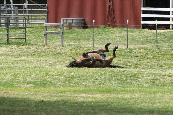 草の上で背中を転がる茶色の馬 — ストック写真