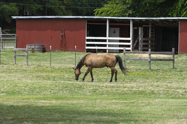 Caballo marrón claro pastando en pastos de rancho —  Fotos de Stock