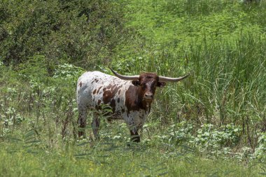 Aşırı büyümüş bir çayırda kahverengi ve beyaz Longhorn boğası