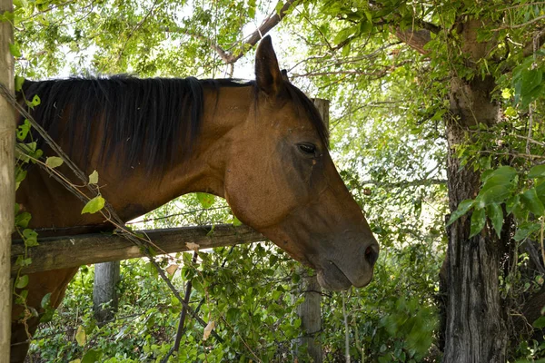 울타리를 가로 질러 머리를 가진 갈색 말의 클로즈업 — 스톡 사진