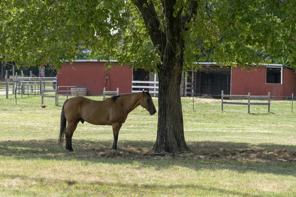 木の隣に暗いたてがみのある明るい茶色の馬 — ストック写真