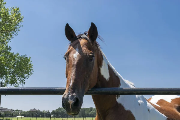 Κοντινά πλάνα από καφέ και λευκή μπογιά άλογο κοιτάζοντας πάνω φράχτη — Φωτογραφία Αρχείου