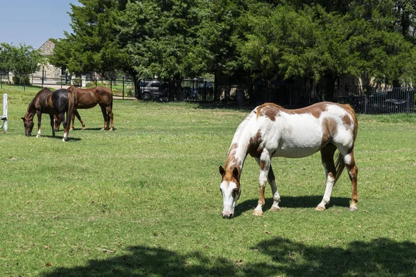 Paint horse grazing in pasture with brown horses in background