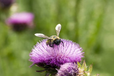 Polen texas purple thistle çiçek bumblebee kaplı