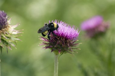 Texas Purple Thistle çiçek üzerinde siyah ve sarı Bumblebee