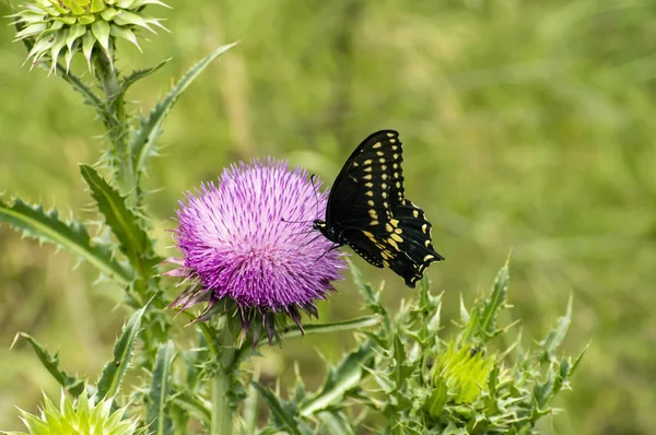 Siyah ve sarı Kelebek Texas Purple Thistle çiçek üzerinde