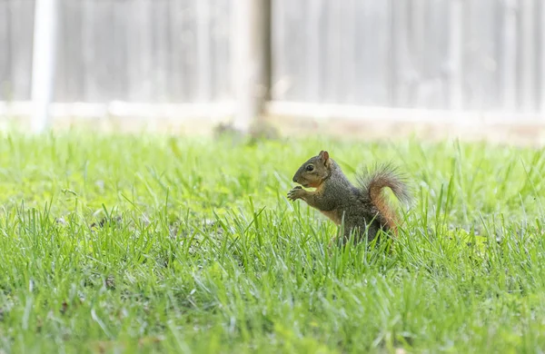 Niedliches Eichhörnchen frisst eine Nuss in einem grasbewachsenen Hinterhof — Stockfoto