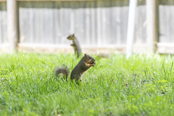 Eekhoorns opstaan in een groene, met gras begroeide achtertuin — Stockfoto