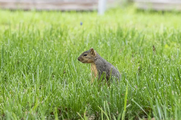 Eichhörnchen steht im grünen, grasbewachsenen Hof — Stockfoto