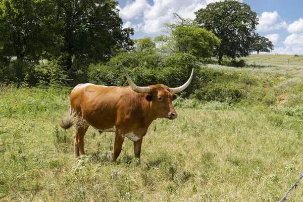 Brown Longhorn bull swishing flies with tail