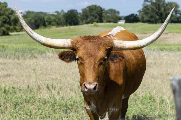 Beyaz boynuzlu kahverengi Longhorn'un yakın çekim