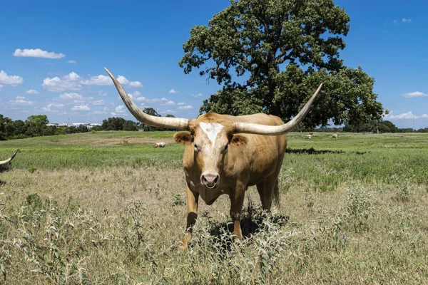 Light brown Longhorn cow standing in dry grass
